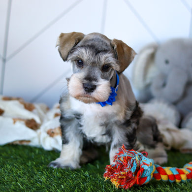 Colson - Available 2/18