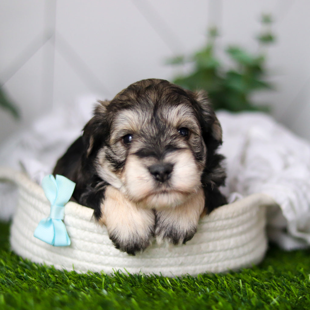 Colson - Available 2/18