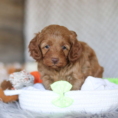 Eddie - Available 5/7