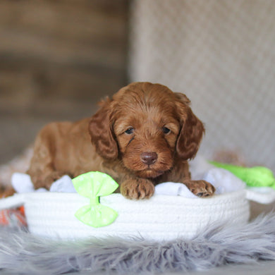 Eddie - Available 5/7