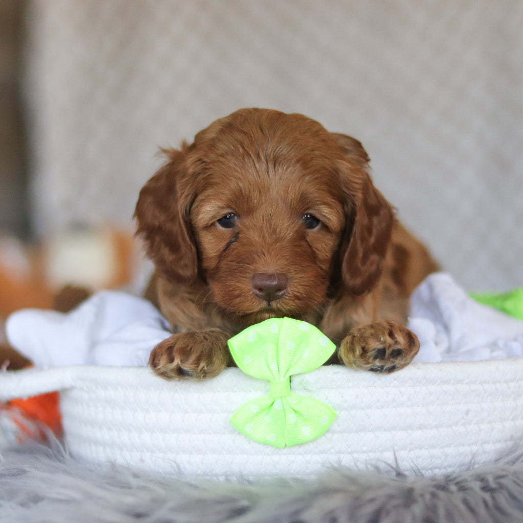 Eddie - Available 5/7