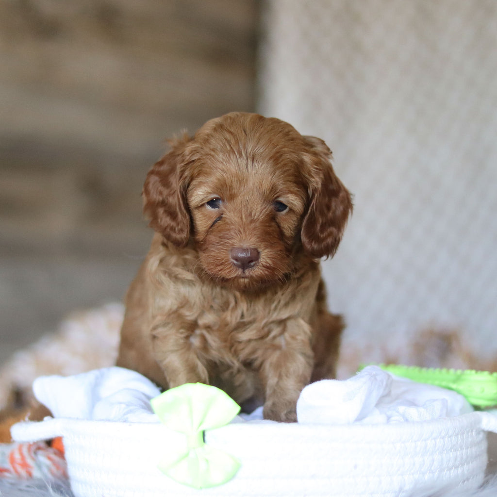 Eddie - Available 5/7