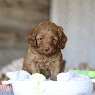 Eddie - Available 5/7