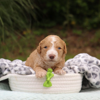 Winston