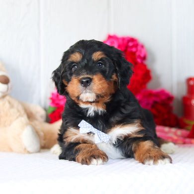 Nash - Available 2/26