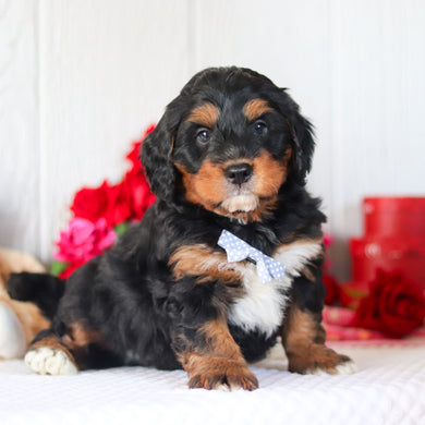 Nash - Available 2/26