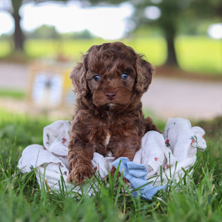 Petey - Available Now