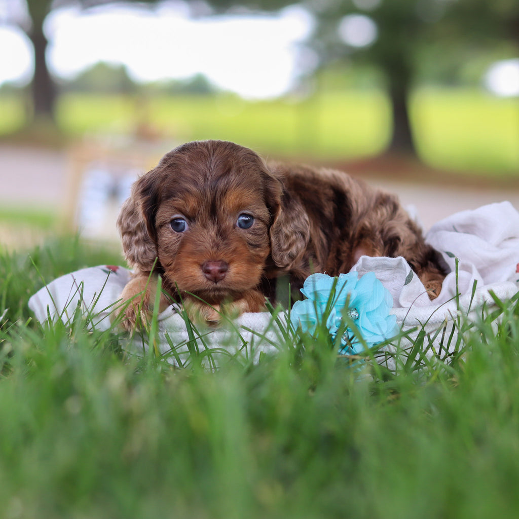 Pippin - Available Now