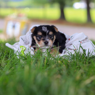 Wesley - Available 7/9