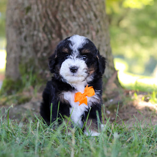 Harrison - Available 7/9