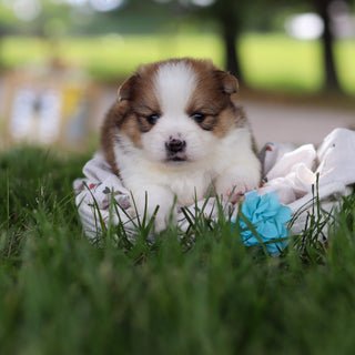Lex - Available 7/9