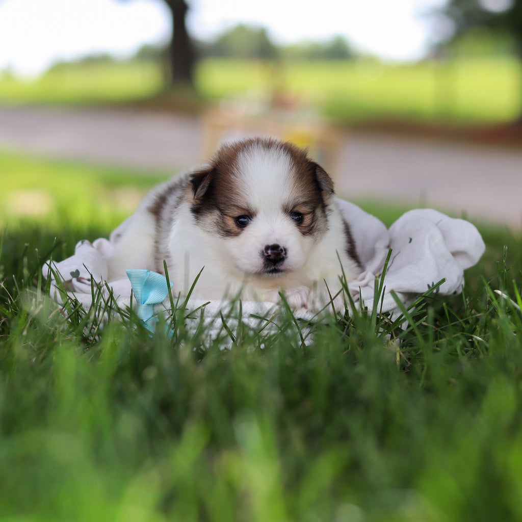 Lenny - Available 7/9