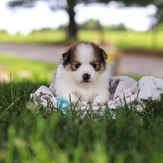 Lenny - Available 7/9