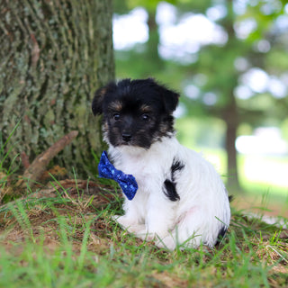 Stanley - Available 7/16