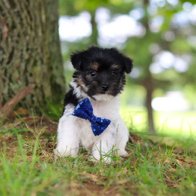 Stanley - Available 7/16