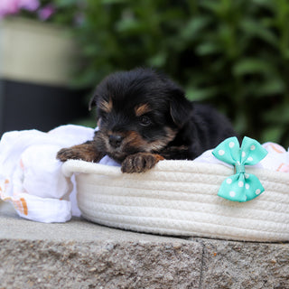 Smokey - Available 7/16