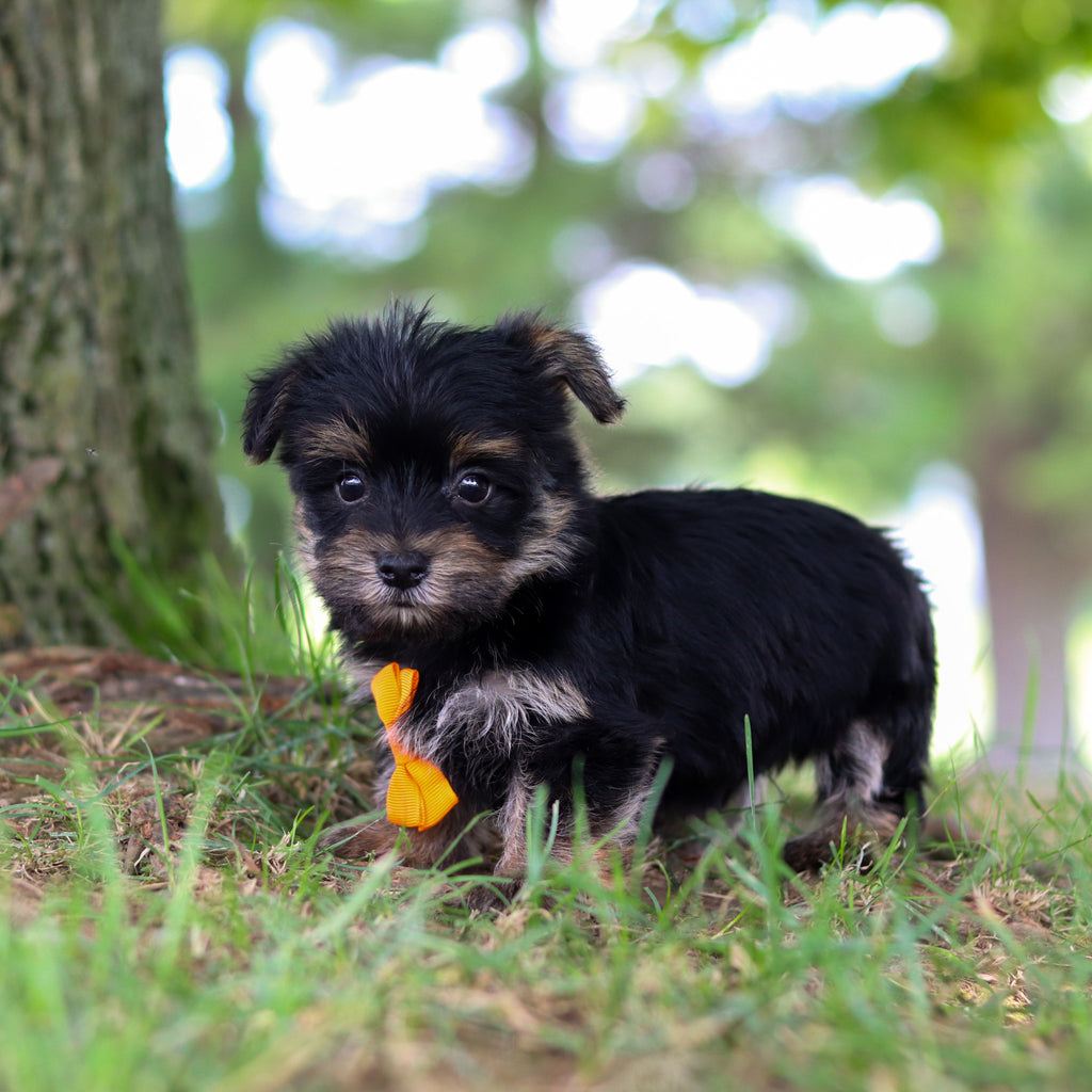Smokey - Available 7/16