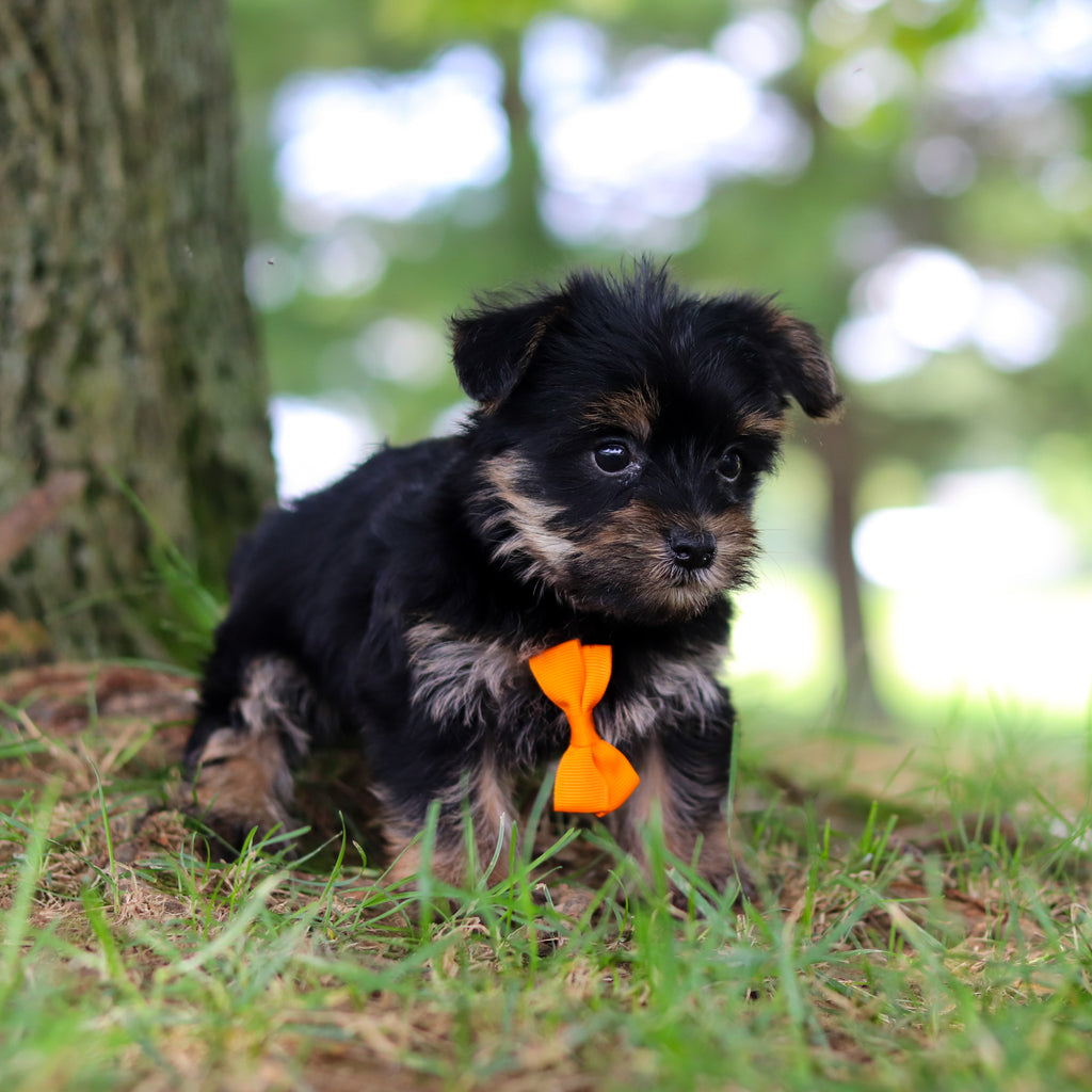 Smokey - Available 7/16