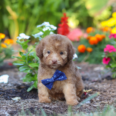 Merrick - Available 8/20
