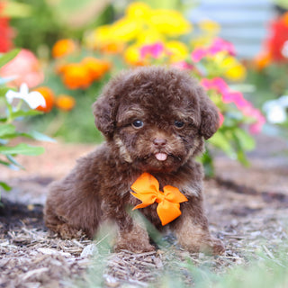Moki - Available 8/20
