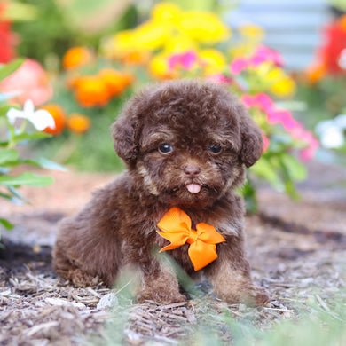 Moki - Available 8/20