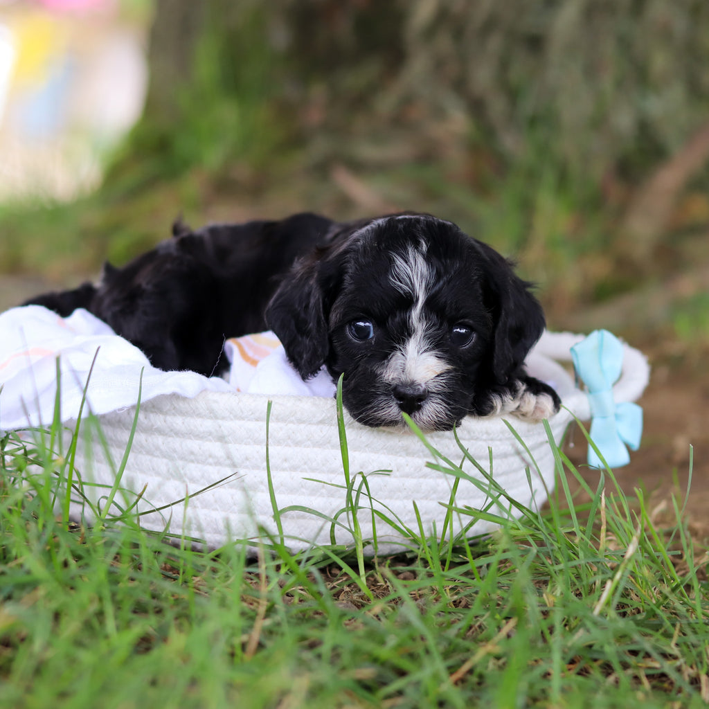 Gaston - Available 8/6