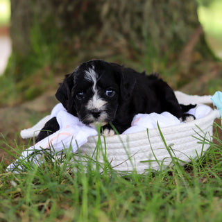 Gaston - Available 8/6