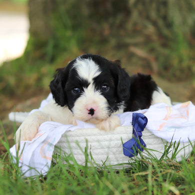 Gustav - Available 8/6