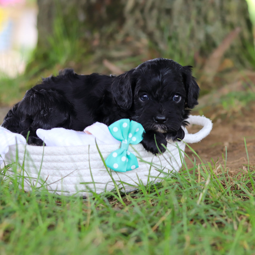 Griffin - Available 8/6