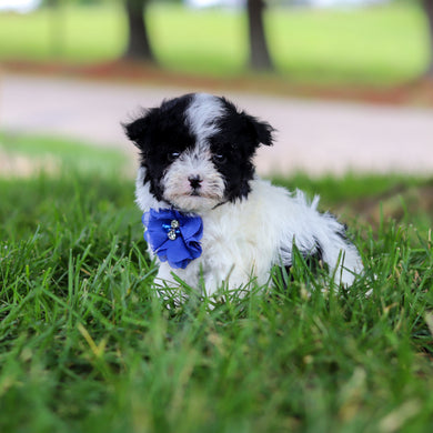 Jetson - Available 6/18