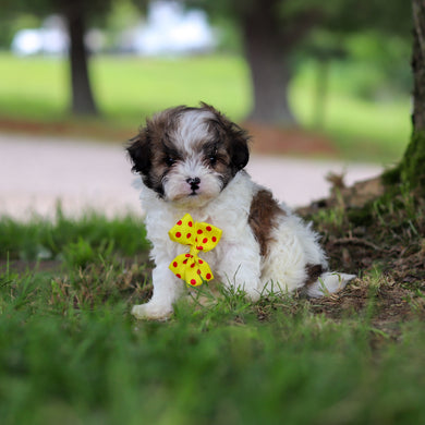Jock - Available 6/18