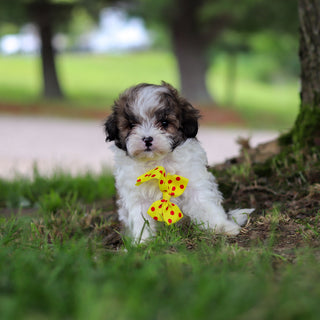 Jock - Available 6/18
