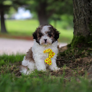 Jock - Available 6/18
