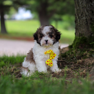 Jock - Available 6/18