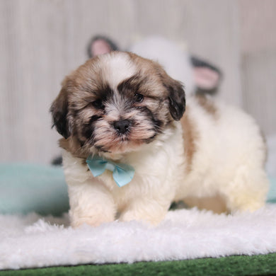 Tristen - Available 1/28