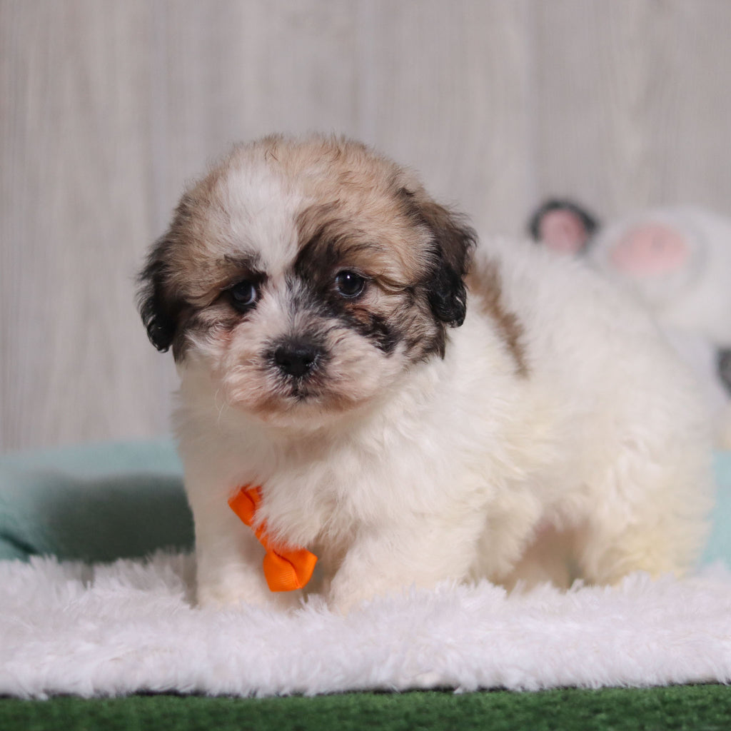 Carl - Available Now