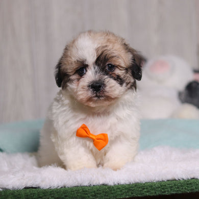 Carl - Available 1/28