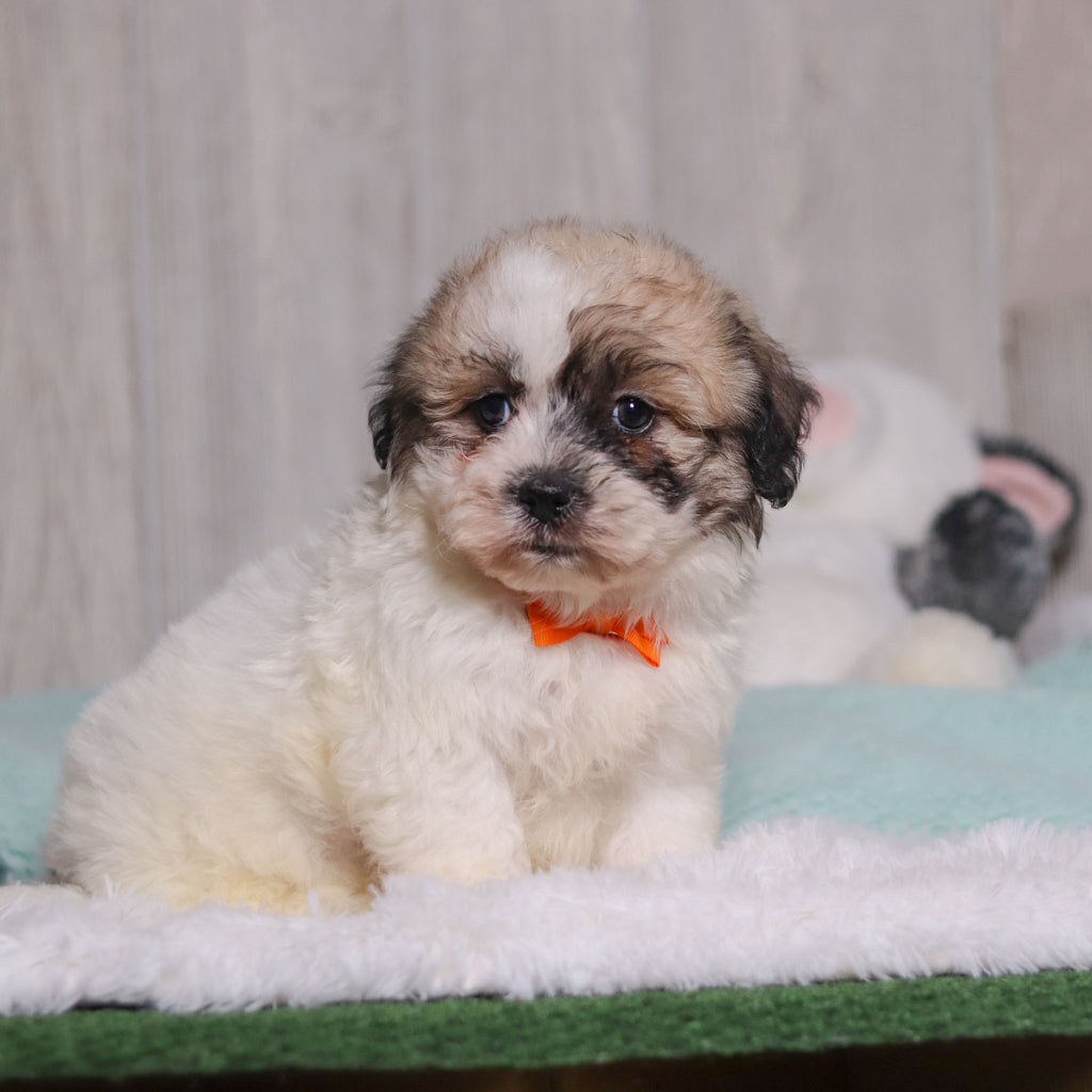 Carl - Available Now