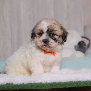 Carl - Available Now