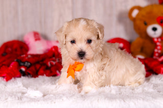 Taz - Available 2/11