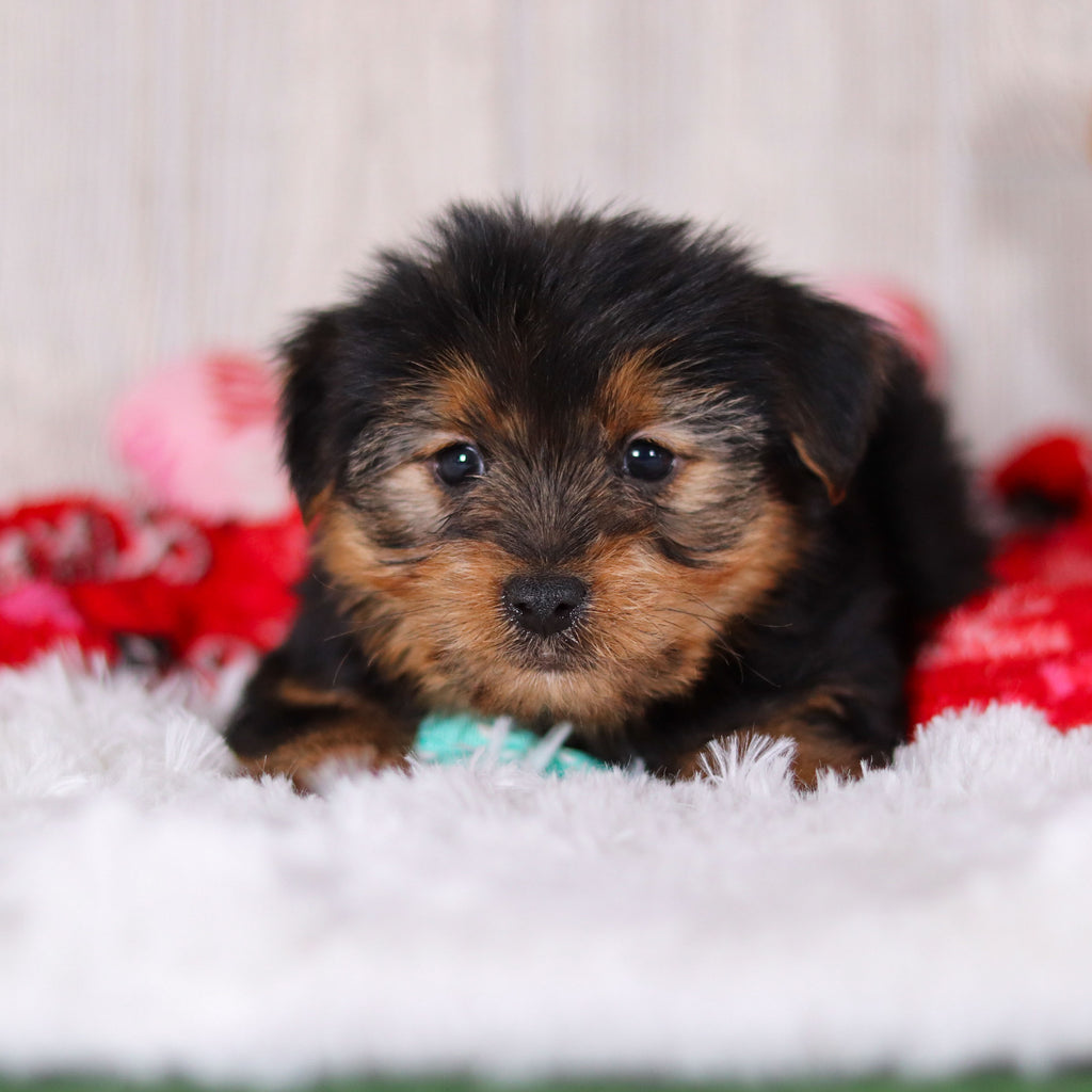 Radar - Available Now