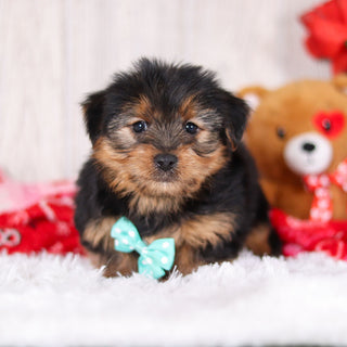 Radar - Available Now