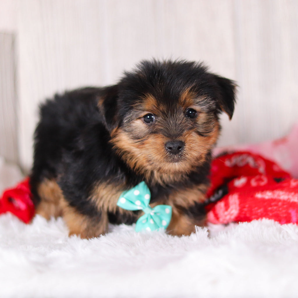 Radar - Available Now