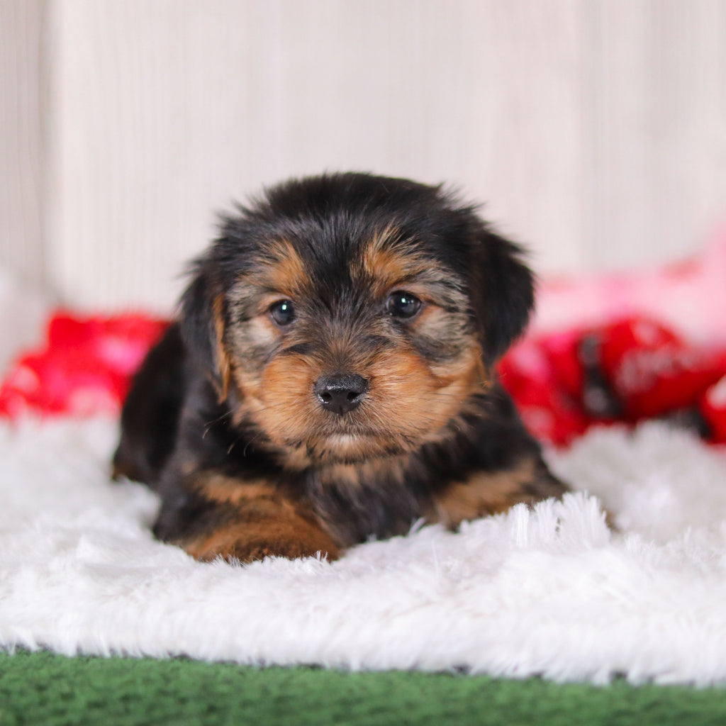 Jolt - Available Now