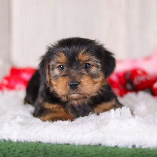 Jolt - Available Now