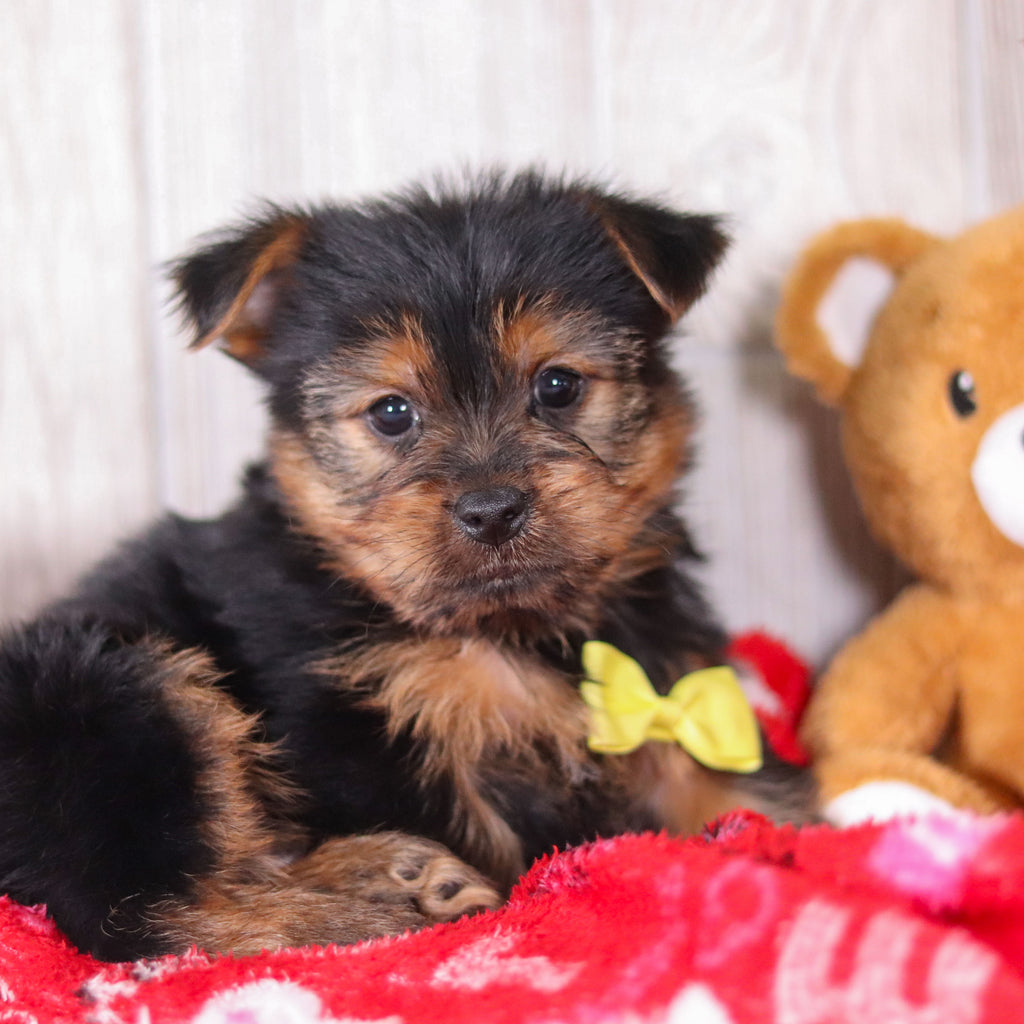 Timmy - Available Now