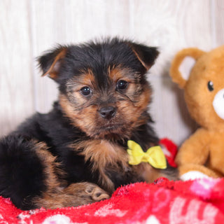 Timmy - Available Now