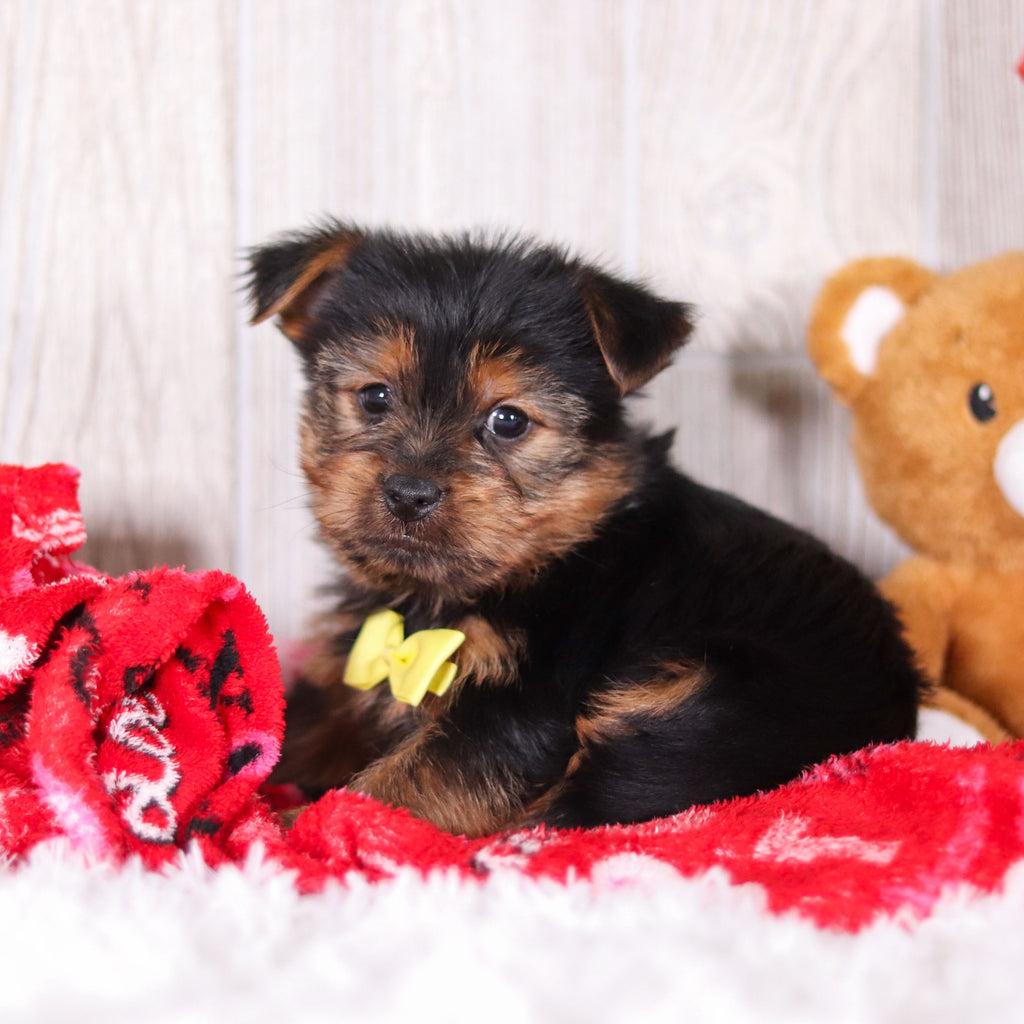 Timmy - Available Now