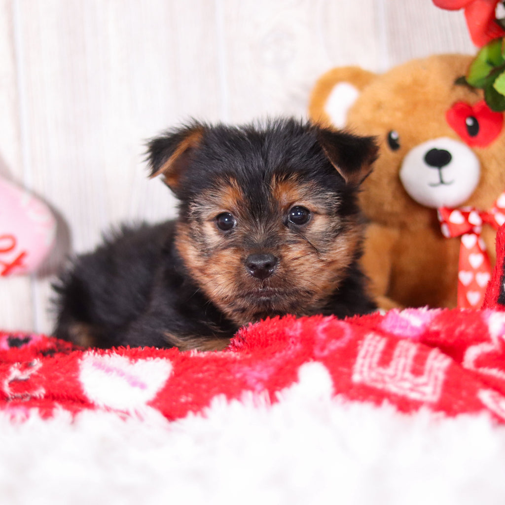 Timmy - Available Now