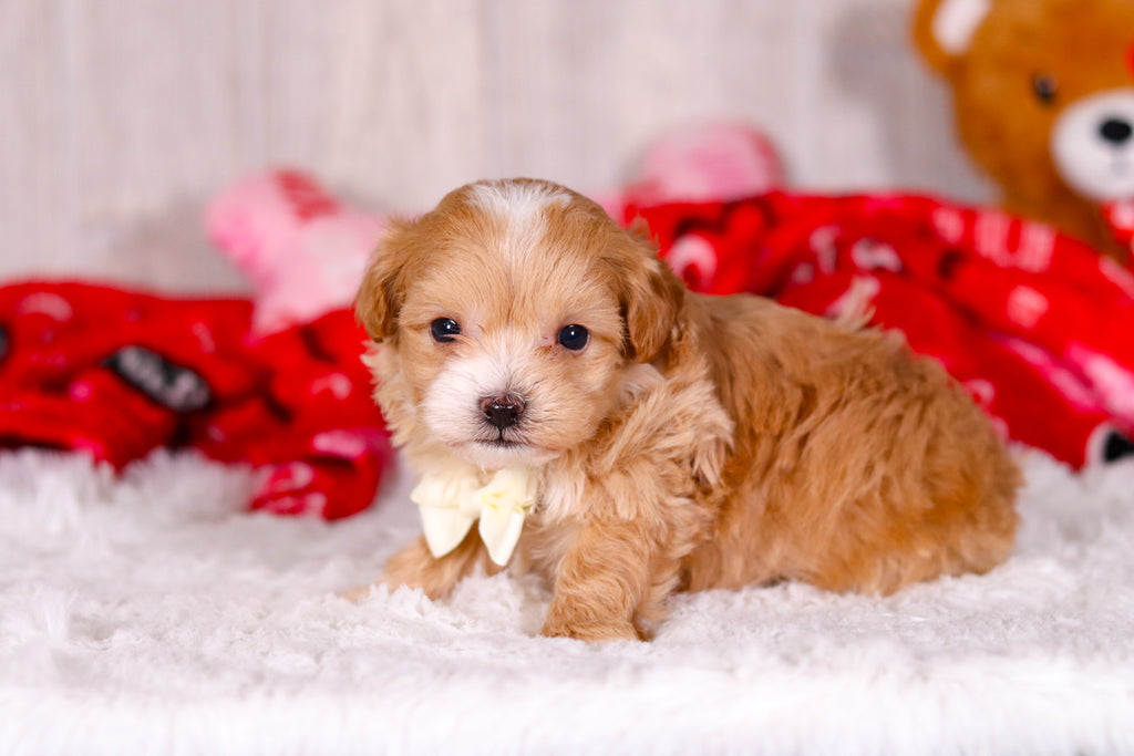 Smokey - Available 2/11